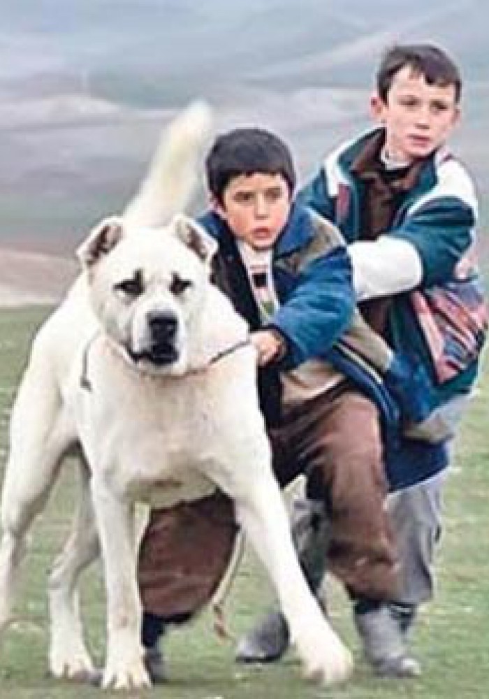 Sivas